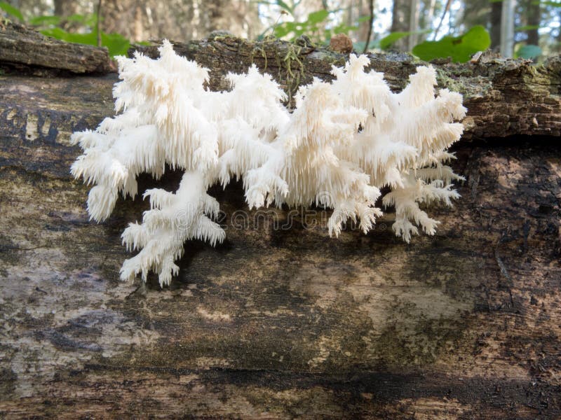 Delicious Edible White Mushroom Coral Hericium Stock Photo Image of
