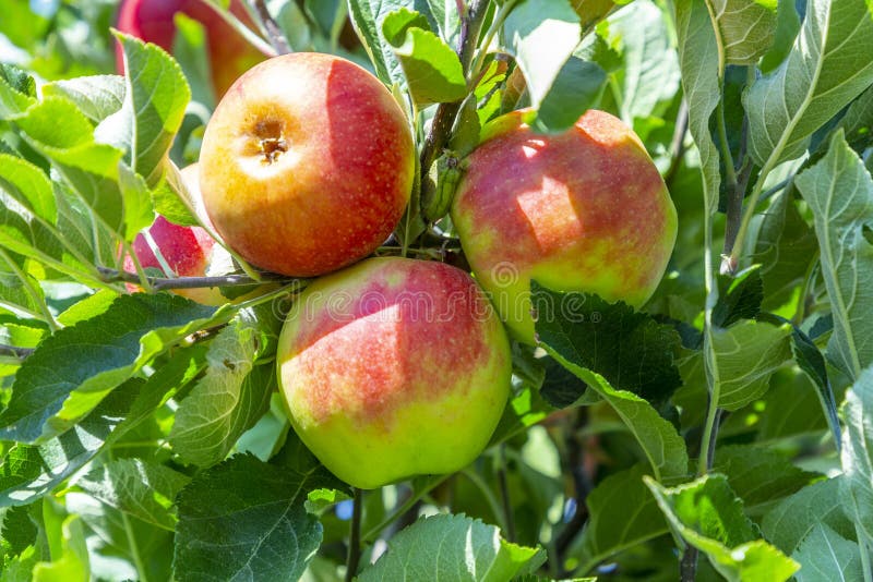 Delicious Elstar and Gala Apples at the Apple Tree Stock Image Image