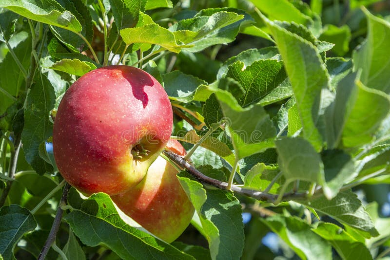 Delicious Elstar and Gala Apples at the Apple Tree Stock Image Image