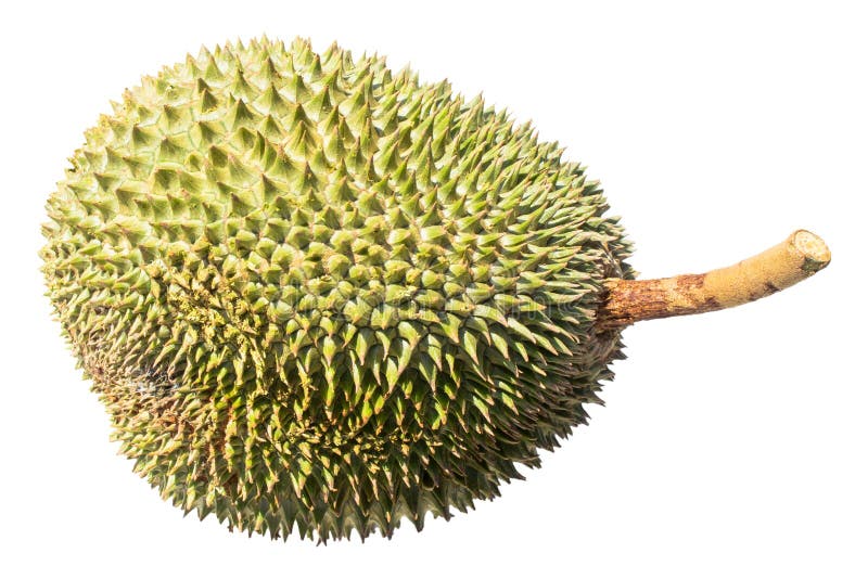 Delicious fresh durian isolated on white background royalty free stock photos