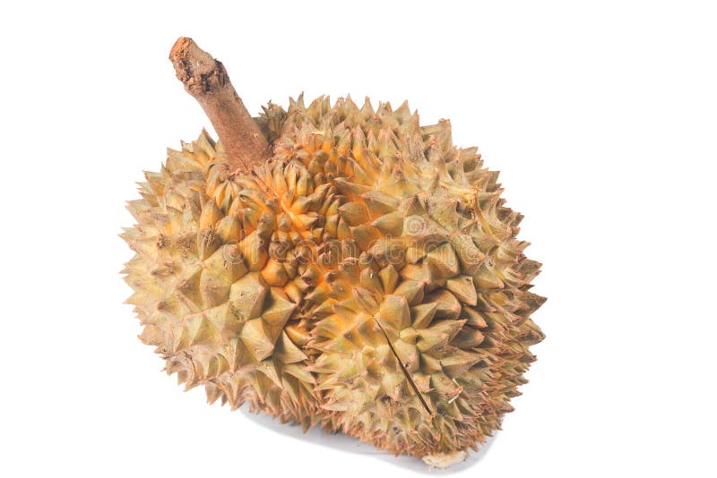 Delicious Fresh Durian is King of Fruit Stock Photo Image of diabetes