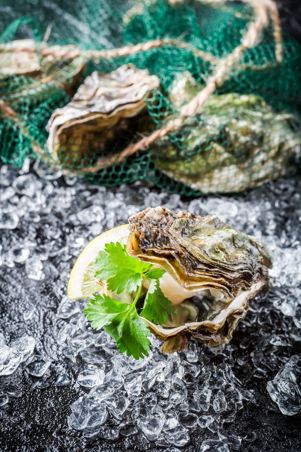 Delicious Oysters Ready To Eat Stock Photo Image of stone, delicious