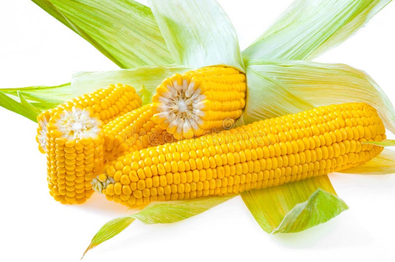 Delicious, ripe ears of corn, isolated on white. Close-up royalty free stock photos Delicious, ripe ears of corn, isolated on white. Close-up royalty free stock photos