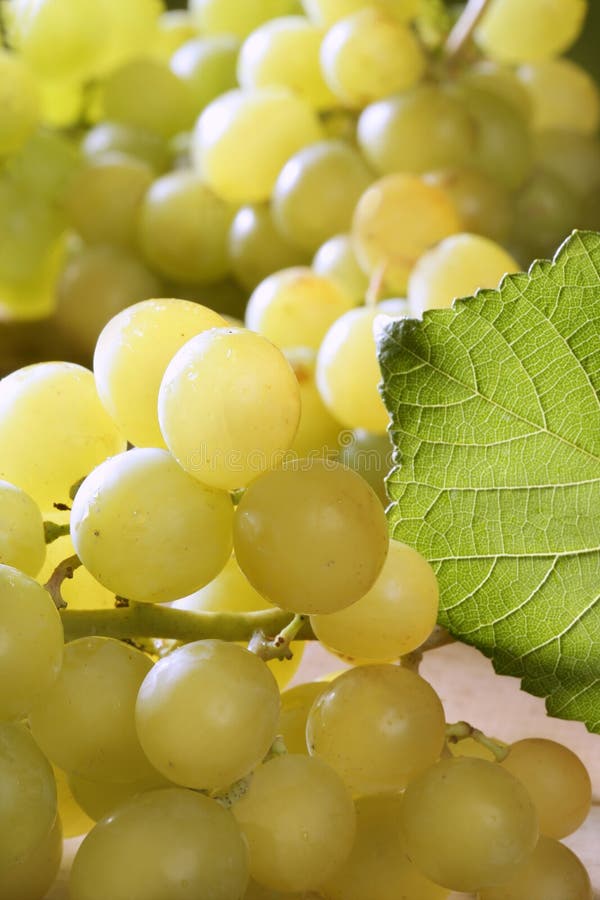 Delicious Yellow Autumn Grape Fruit Stock Photo Image of close