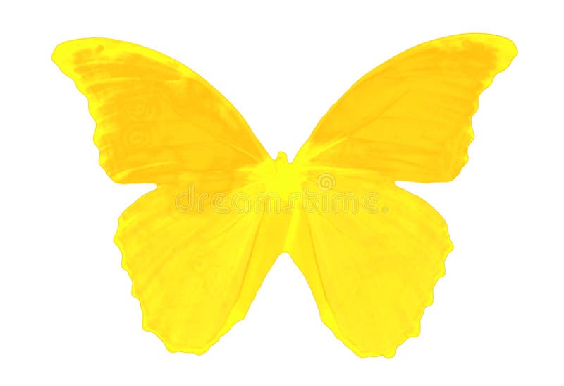 Butterfly collection - delightful butterfly with its vibrant colors