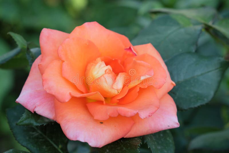 A Delightful Coral Rose Flower. Big Rose Flower Stock Image - Image of ...