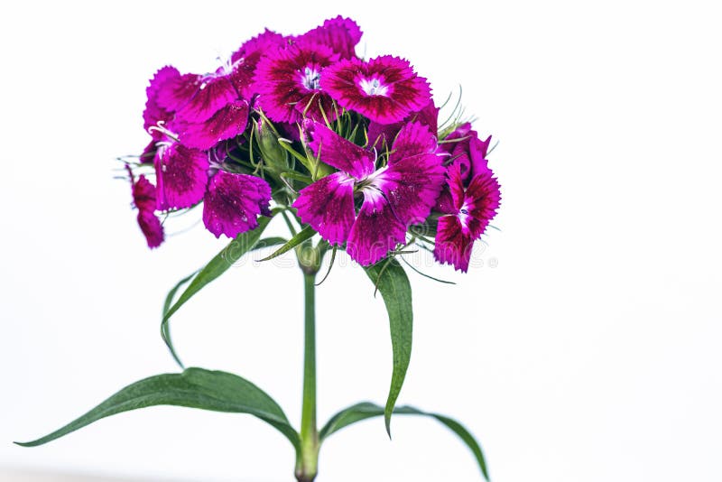Delightful lily flower bouquet isolated on background. pink and redsweet william detail. black and white.