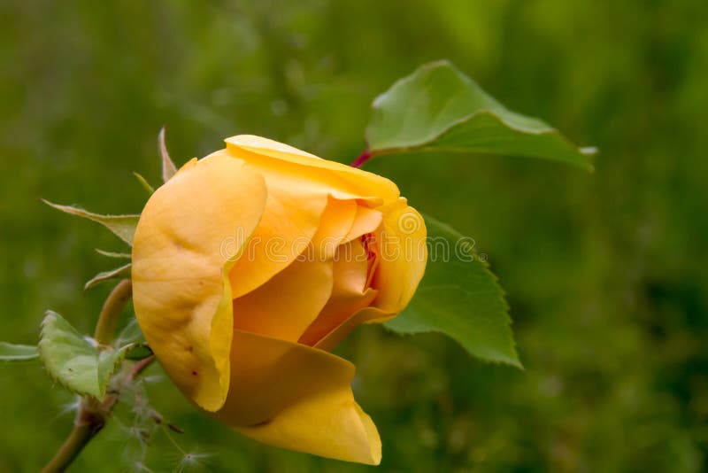 Delightful Yellow Rose in the Summer Garden Stock Photo - Image of ...