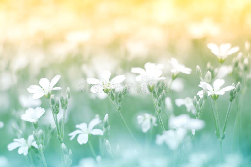 Delikat liten vit blomma på en härlig bakgrund med en försiktig signal Färgrik blom- bakgrund