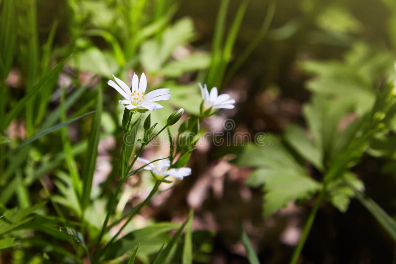 Delikata blommor för vit stellaria Stellariatillväxt i fält, arkivfoto Delikata blommor för vit stellaria Stellariatillväxt i fält, arkivfoto