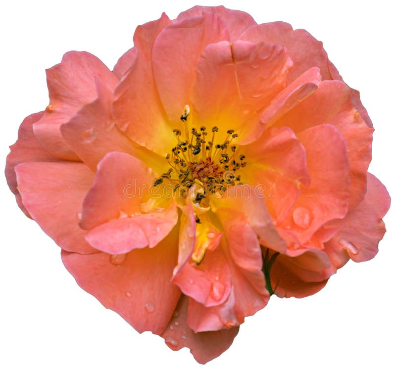 Delikate Rosenblume mit Tau Tropfen auf transparentem Hintergrund stockfotos