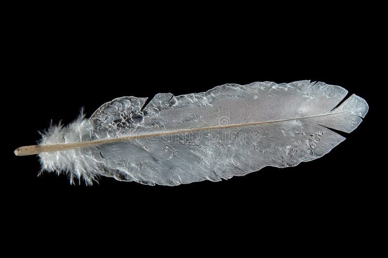 Delikates weißes Feather auf schwarzem Hintergrund lizenzfreie abbildung