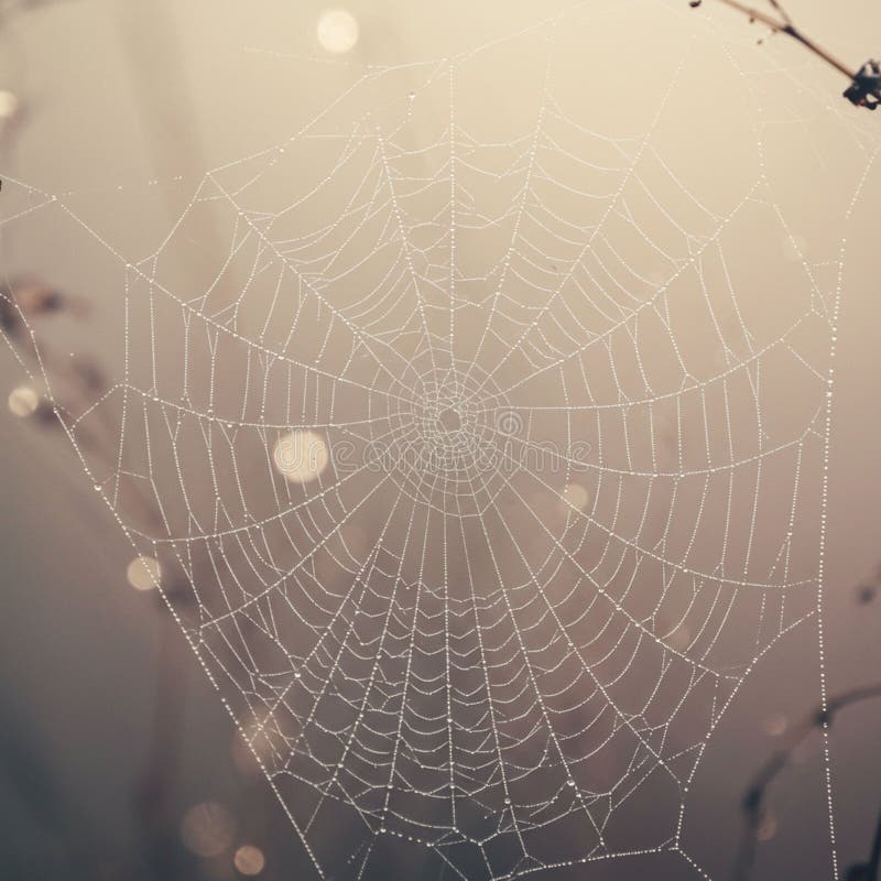Delikatna pajęcza pajęczynka tkana w symetrycznym schemacie kropli rosy ilustracji
