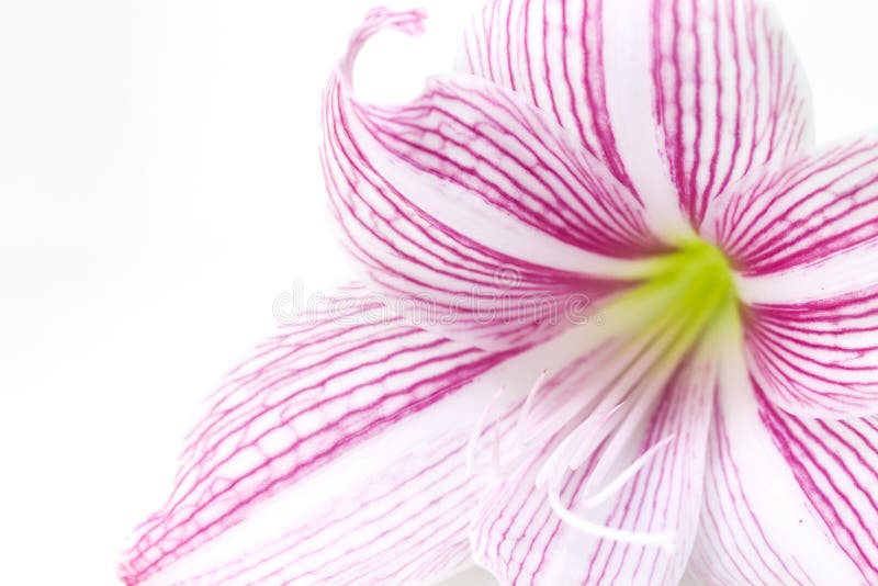 Gentle pink lily flower closeup photo. Floral feminine banner template. Lily macrophoto. Trendy wedding invitation. White lily petal on white background. Beauty or spa decor. Romantic greeting card. Gentle pink lily flower closeup photo. Floral feminine banner template. Lily macrophoto. Trendy wedding invitation. White lily petal on white background. Beauty or spa decor. Romantic greeting card