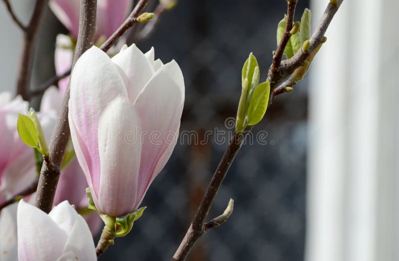 Delikatni kwiaty różowa magnolia - zwiastuny wiosna obrazy royalty free Delikatni kwiaty różowa magnolia - zwiastuny wiosna obrazy royalty free