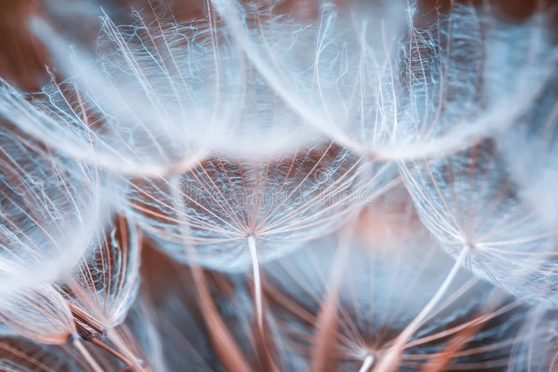 Delikatny naturalny tło puszyści ziarna dandelion f obrazy royalty free Delikatny naturalny tło puszyści ziarna dandelion f obrazy royalty free