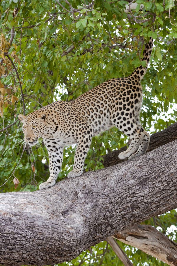 Della carta da parati leopardo online - che scende dall'albero