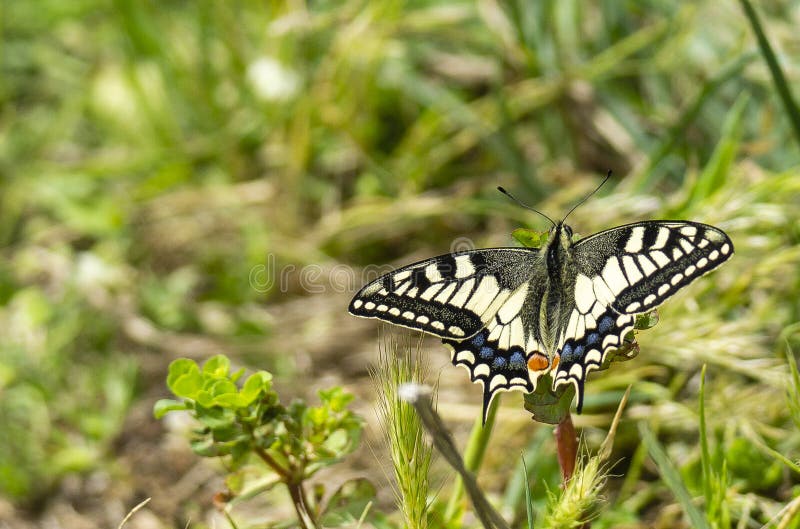 Della Pescaia Grosseto, natuurlijke reserve van Itali? Toscani? Maremma Castiglione van Diaccia Botrona stock afbeelding Della Pescaia Grosseto, natuurlijke reserve van Itali? Toscani? Maremma Castiglione van Diaccia Botrona stock afbeelding