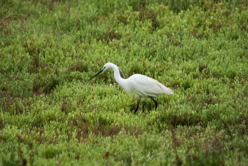 Della Pescaia Grosseto, riserva naturale dell'Italia Toscana Maremma Castiglione di Diaccia Botrona, egretta di garzetta fotografia stock libera da diritti Della Pescaia Grosseto, riserva naturale dell'Italia Toscana Maremma Castiglione di Diaccia Botrona, egretta di garzetta fotografia stock libera da diritti