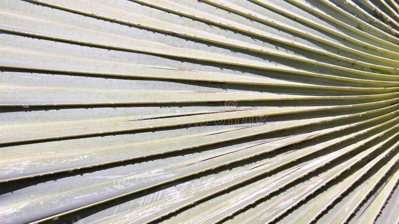 Dello zucchero della foglia di palma natura vero immagine stock libera da diritti Dello zucchero della foglia di palma natura vero immagine stock libera da diritti
