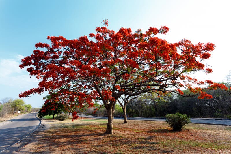 Delonix Regia (Flamboyant) tree with blue sky. stock photo Delonix Regia (Flamboyant) tree with blue sky. stock photo