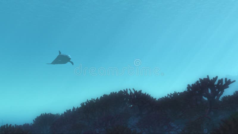 Delphin unter Wasser