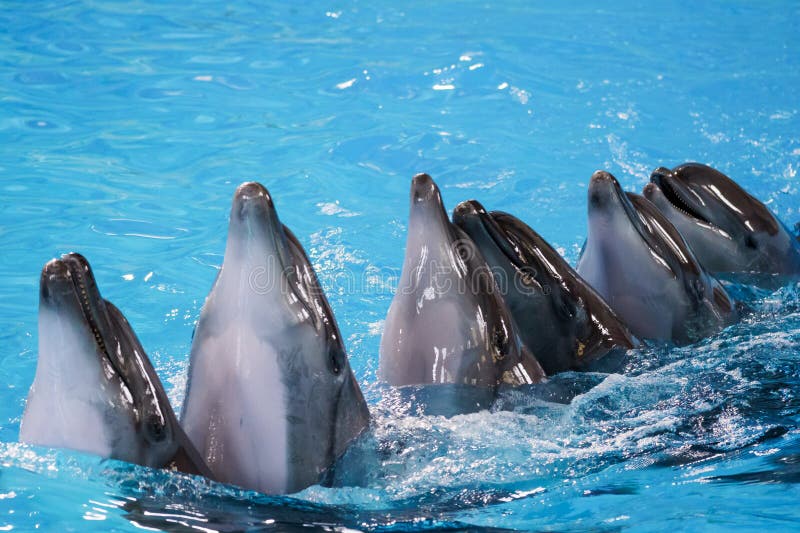 Delphine im unison schwimmen spielerisch im aquatischen paradies stockbilder