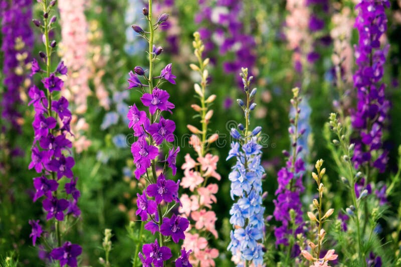 3,864 Larkspur Stock Photos - Free & Royalty-Free Stock Photos from Dreamstime 3,864 Larkspur Stock Photos - Free & Royalty-Free Stock Photos from Dreamstime