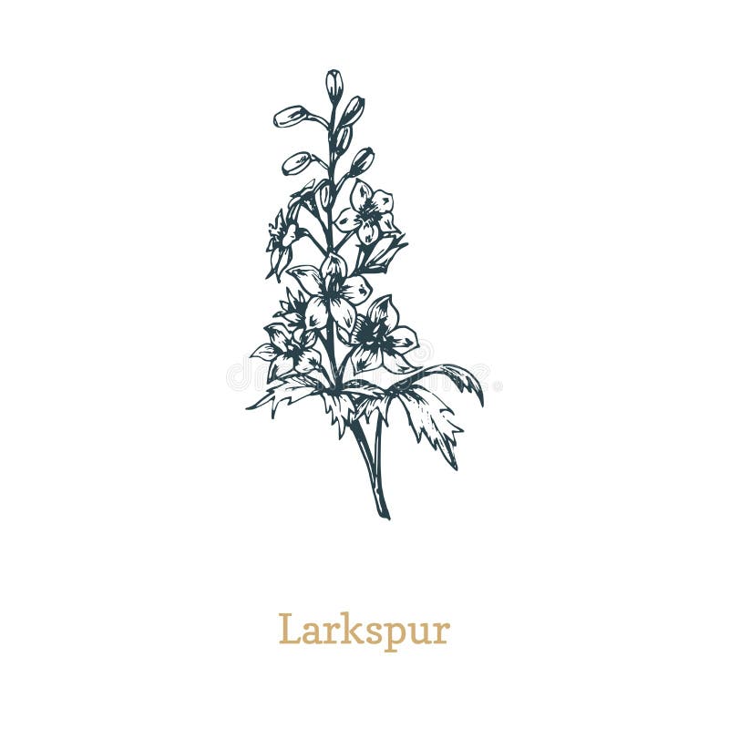 Delphinium-Vektorgrafik Handgezeichnete Skizze von Larkspur Wildblume im Gravierstil Abgelegte botanische Anlage lizenzfreie abbildung