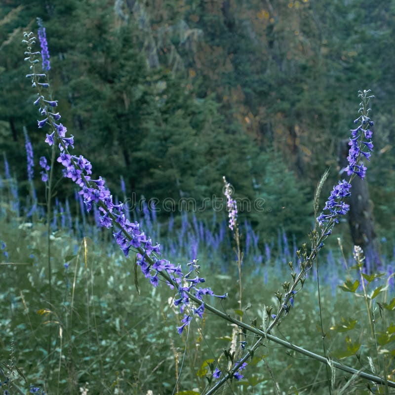 Delphiniums bloom i ängar i skogen. Blå delphiniums bloom på öppna ängar i skogsplanterade siskierberg i södra Oregon.