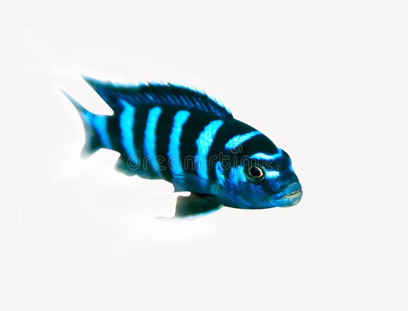 Demasoni di Pseudotrophues fotografia stock libera da diritti Demasoni di Pseudotrophues fotografia stock libera da diritti