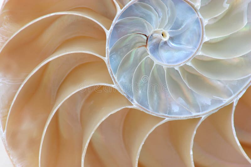Demi de Nautilus d'interpréteur de commandes interactif illustration libre de droits Demi de Nautilus d'interpréteur de commandes interactif illustration libre de droits