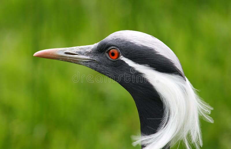 Demoiselle Crane