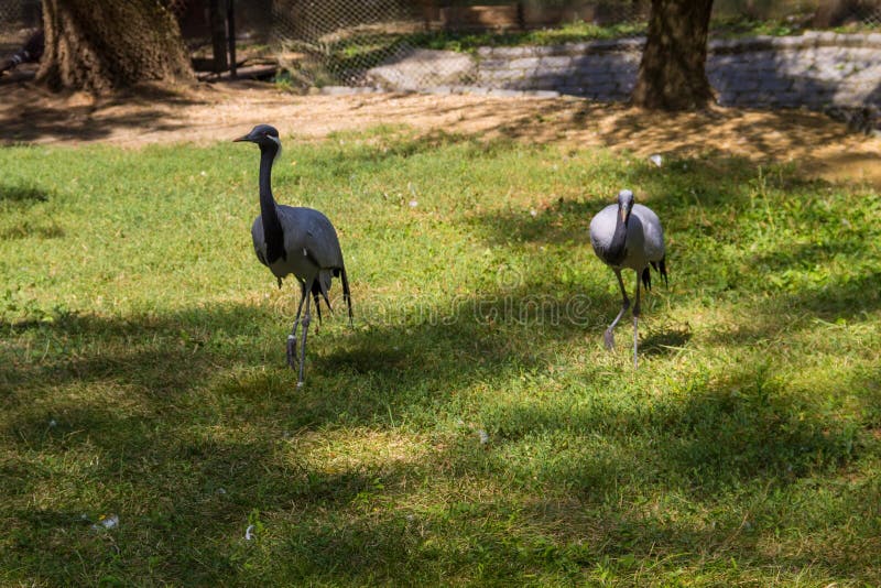 Demoiselle crane Grus virgo on green grass. Demoiselle crane Grus virgo on green grass
