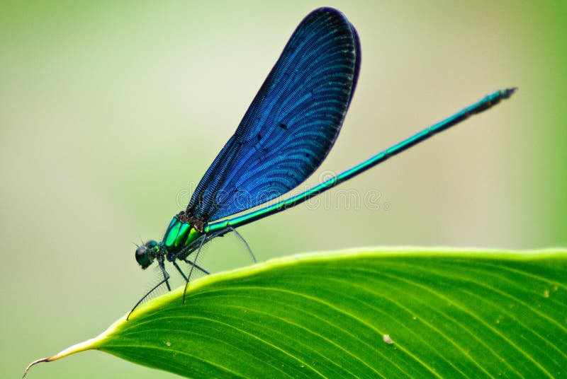 Demoiselle on the leaf