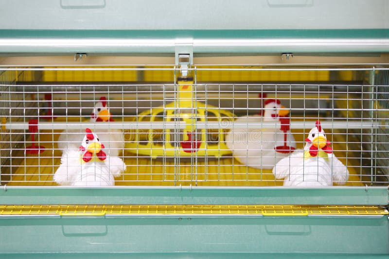 incubator for chickens incubator for chickens
