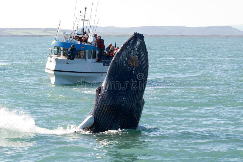 Demostración de la ballena