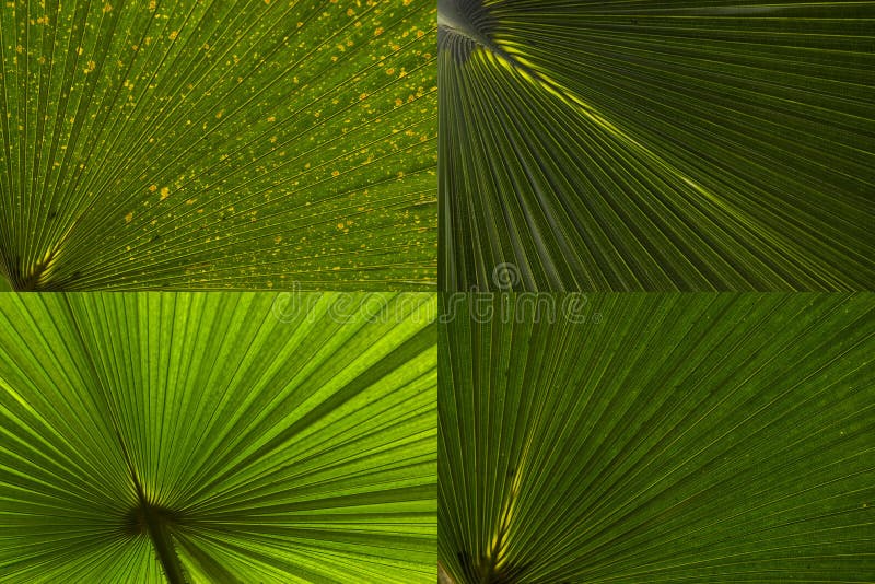 den abstrakt leafen gömma i handflatan seten royaltyfri fotografi den abstrakt leafen gömma i handflatan seten royaltyfri fotografi