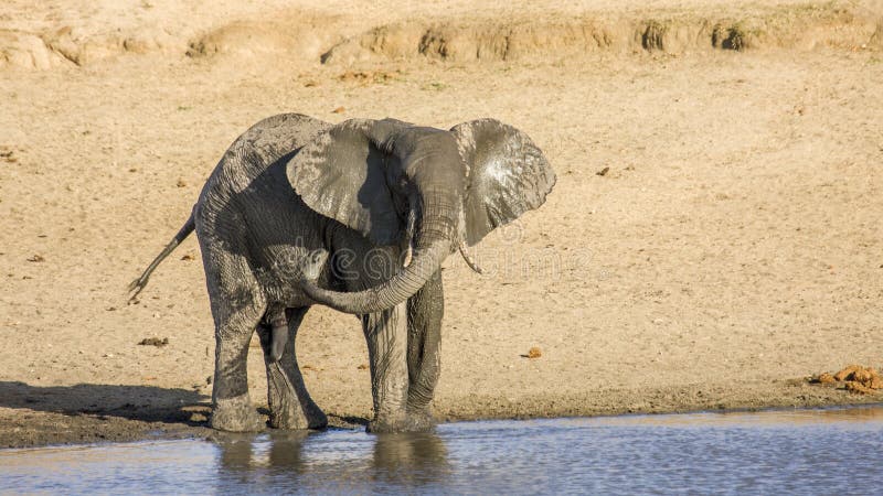 Den afrikanska buskeelefanten i flodstranden, i Kruger parkerar, Sydafrika royaltyfri foto Den afrikanska buskeelefanten i flodstranden, i Kruger parkerar, Sydafrika royaltyfri foto