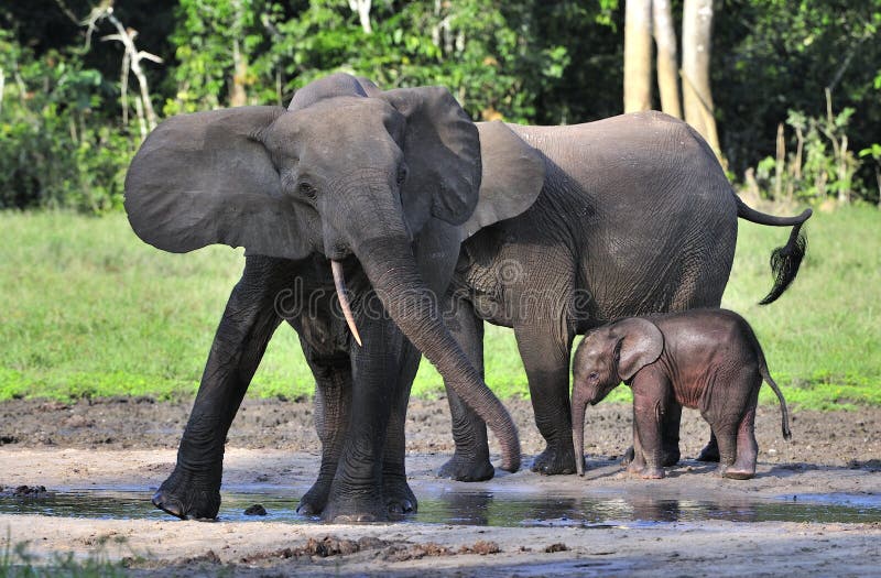 Den afrikanska Forest Elephant, Loxodontaafricanacyclotis, (skogboningelefanten) av Kongoflodenhandfatet På den Dzanga saltdammet arkivfoton Den afrikanska Forest Elephant, Loxodontaafricanacyclotis, (skogboningelefanten) av Kongoflodenhandfatet På den Dzanga saltdammet arkivfoton