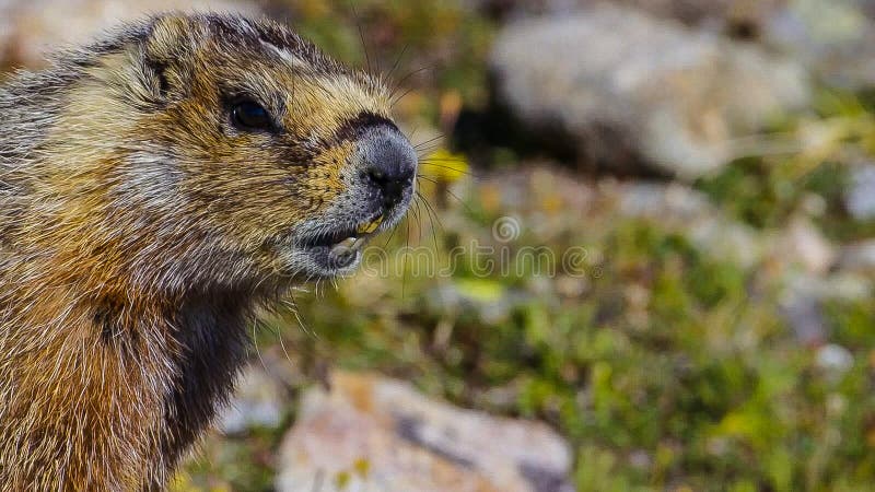 Den alpina murmeldjurMarmotamarmotaen är art av murmeldjuret som finnas i bergsområden av centralen och Sydeuropa arkivfoton Den alpina murmeldjurMarmotamarmotaen är art av murmeldjuret som finnas i bergsområden av centralen och Sydeuropa arkivfoton