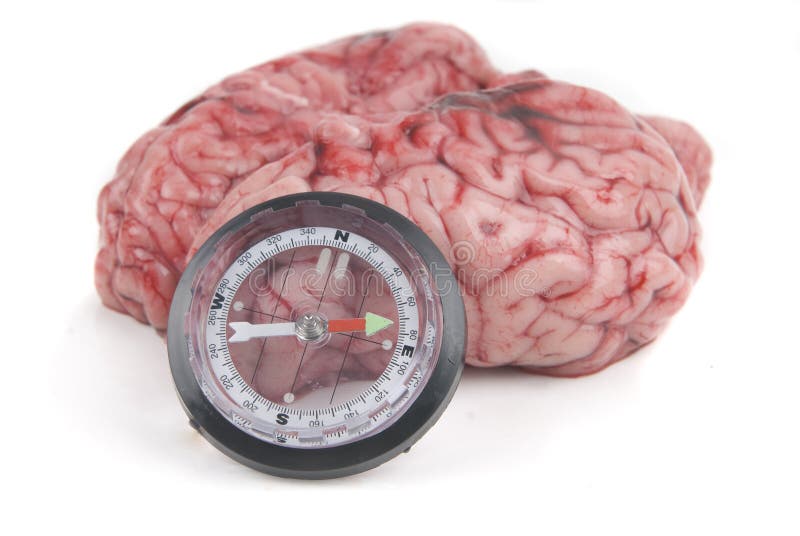 den alzheimer hjärndesorien har förlorat norr parkinson arkivfoton den alzheimer hjärndesorien har förlorat norr parkinson arkivfoton
