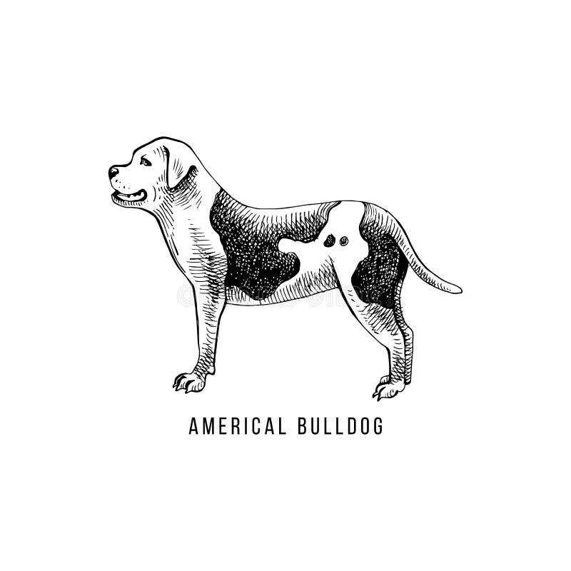 Den amerikanska bulldoggen skissar och bokstäver i hundkapplöpningkontur royaltyfri illustrationer Den amerikanska bulldoggen skissar och bokstäver i hundkapplöpningkontur royaltyfri illustrationer