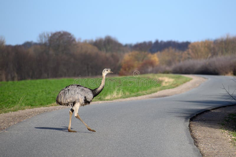 American greater rhea or nandu Rhea americana crosses a country road in Mecklenburg-Western Pomerania, Germany, new danger for traffic since 2000 a few animals escaped from a farm and now established themselves to a growing population, copy space. American greater rhea or nandu Rhea americana crosses a country road in Mecklenburg-Western Pomerania, Germany, new danger for traffic since 2000 a few animals escaped from a farm and now established themselves to a growing population, copy space