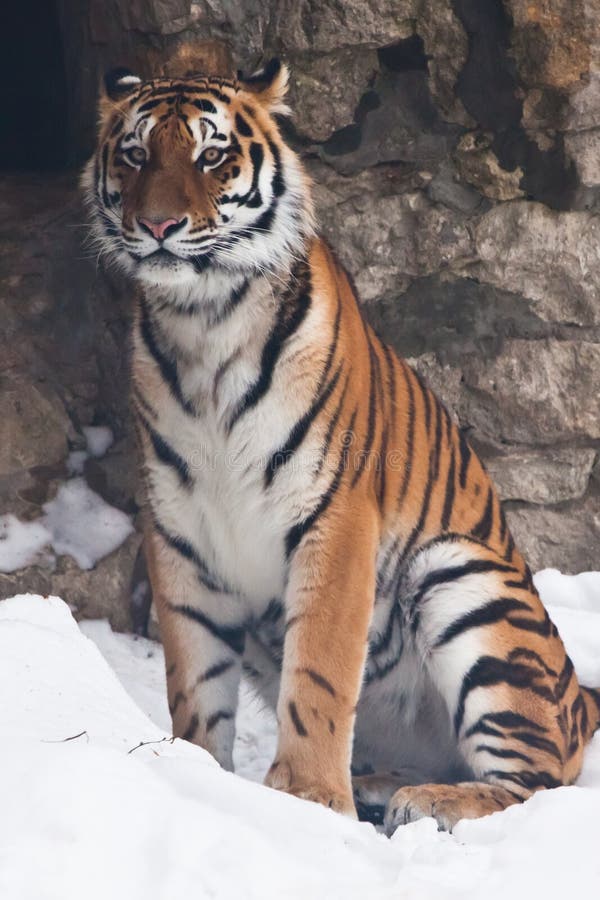 Den Amur tigern mot en stenvägg och ettsällsynt djur av den avlägsna Öst-Ryssland och Kina arkivbilder Den Amur tigern mot en stenvägg och ettsällsynt djur av den avlägsna Öst-Ryssland och Kina arkivbilder