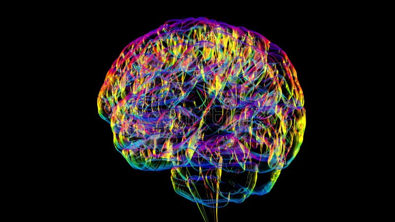 Den anatomiska strukturen hos människans hjärna 3d-animering