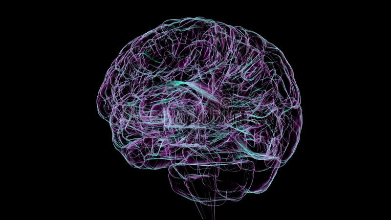 Den anatomiska strukturen hos människans hjärna 3d-animering