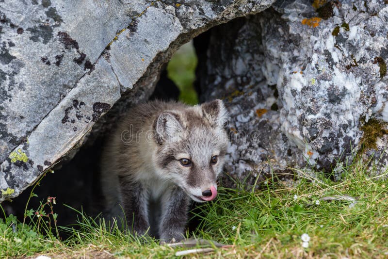Den arktiska räven plirar ut ur dess hål i vagga och lickensna som förbereder sig för jakten royaltyfri bild Den arktiska räven plirar ut ur dess hål i vagga och lickensna som förbereder sig för jakten royaltyfri bild