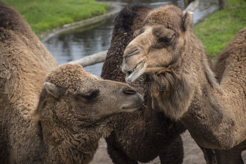 The Bactrian Camel, Camelus Bactrianus Is A Large, Even ...