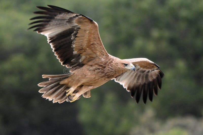 Den barnsliga spanska imperialistiska Eagle - Aquila adalbertien - flyg, Spanien